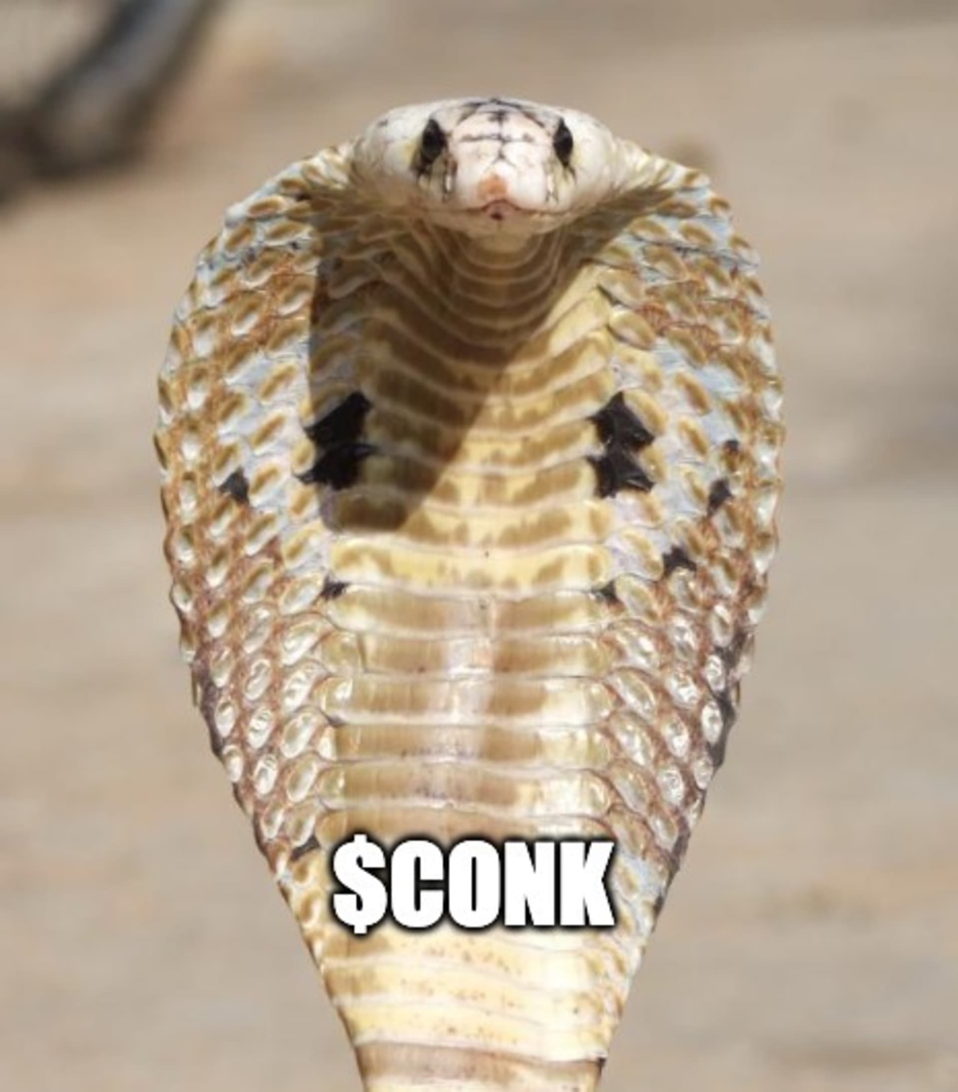 CONK Memes